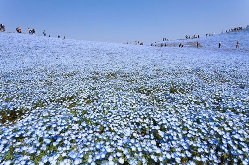 nemophilas-field-hitachi-seaside-park-2