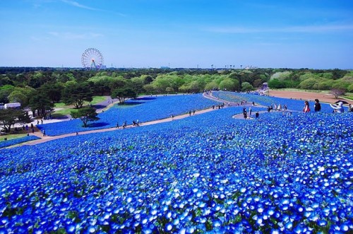 nemophilas-field-hitachi-seaside-park-7