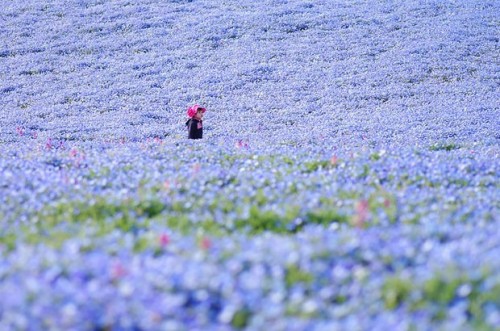 nemophilas-field-hitachi-seaside-park-8