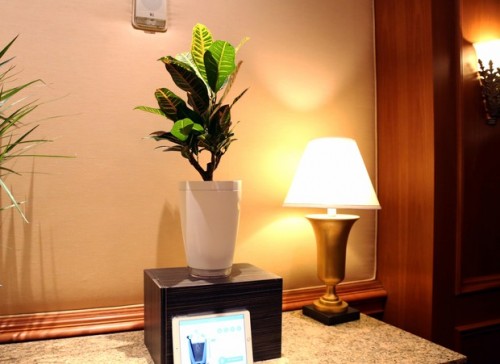 parrot-pot