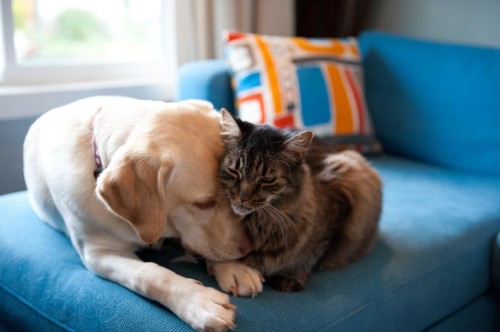 1478514560-happy-science-pets